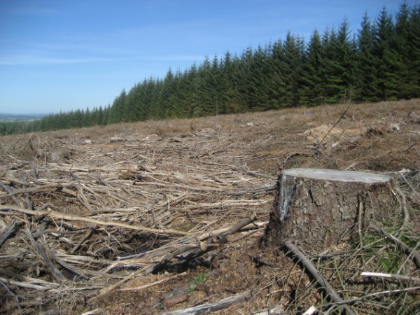 Mainshill clearcut